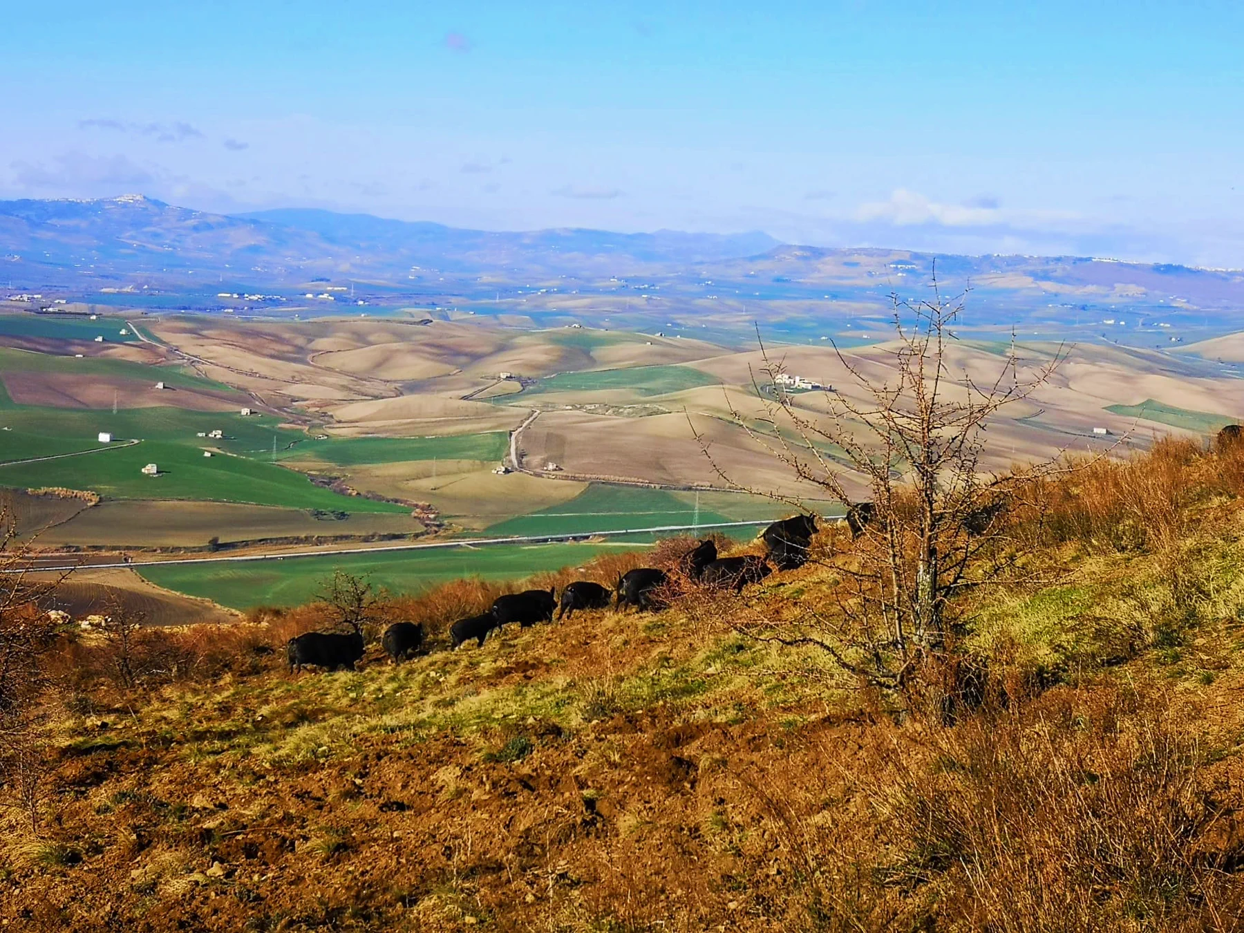 Allevamento Fuoco di Vino – Irsina