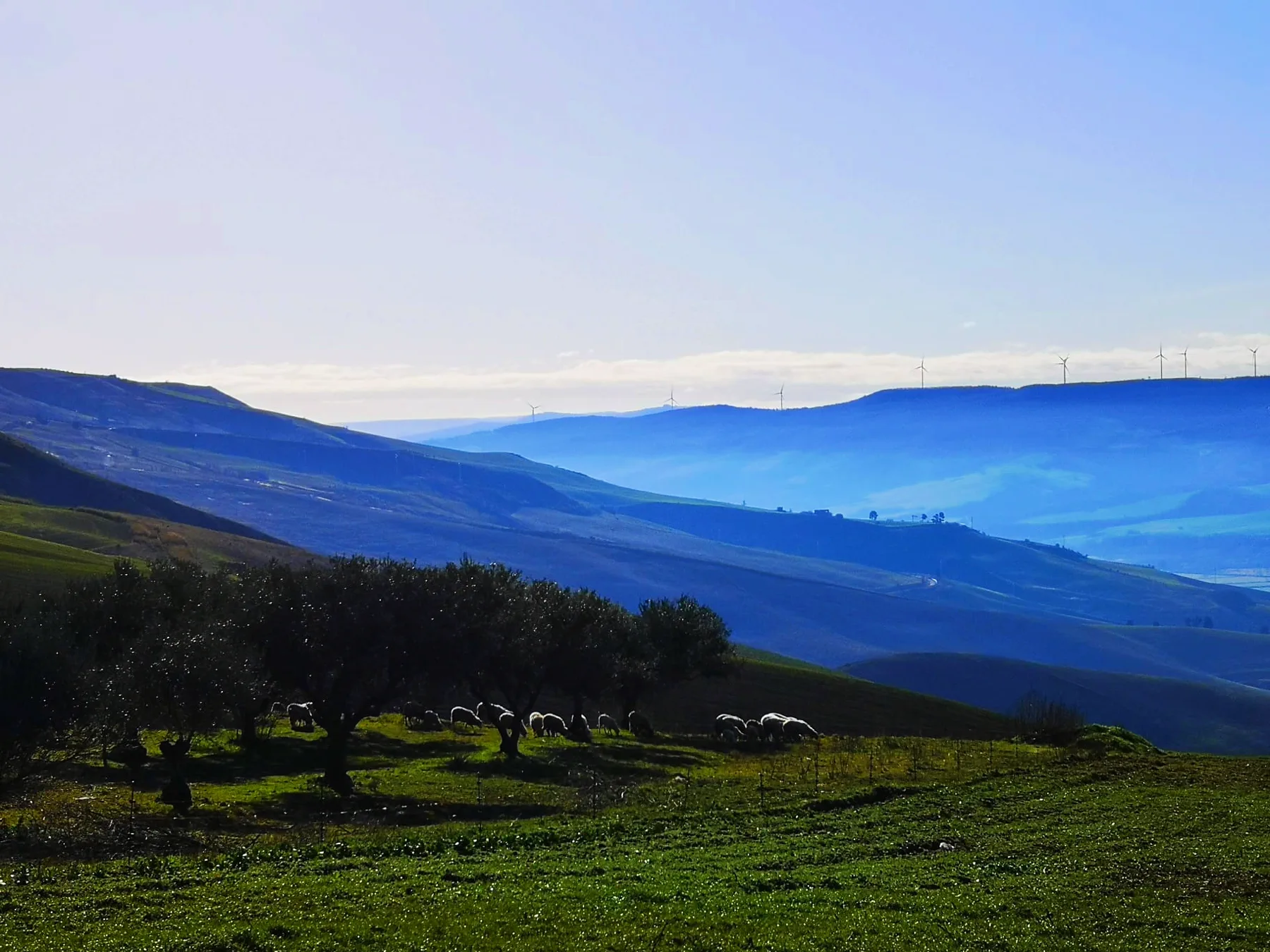 Allevamento Fuoco di Vino – Irsina